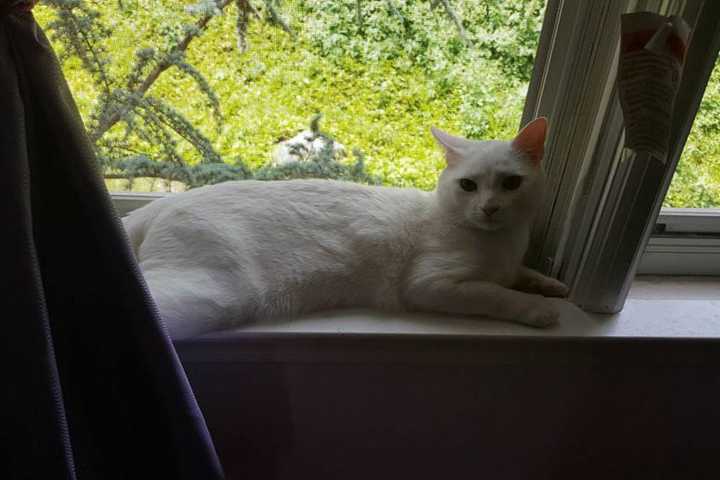 Mahopac Owner Asks Public's Help In Locating Lost Cat