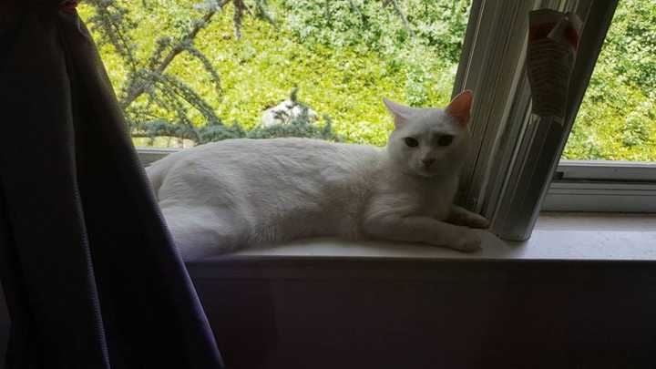 Casper was lost in Mahopac this past weekend.