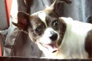 Yonkers Animal Shelter Seeks Owner Of Lost Chihuahua