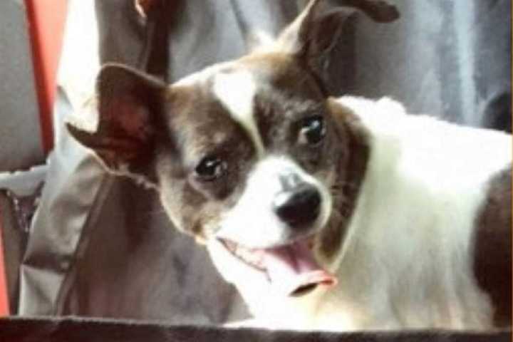 Yonkers Animal Shelter Seeks Owner Of Lost Chihuahua