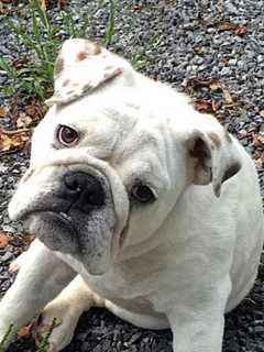 Have You Seen This White English Bulldog Puppy?