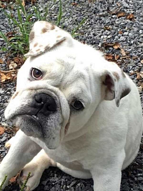 Have You Seen This White English Bulldog Puppy?