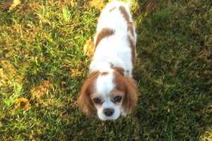Do You Know Him? Dog Found Near Westchester Airport