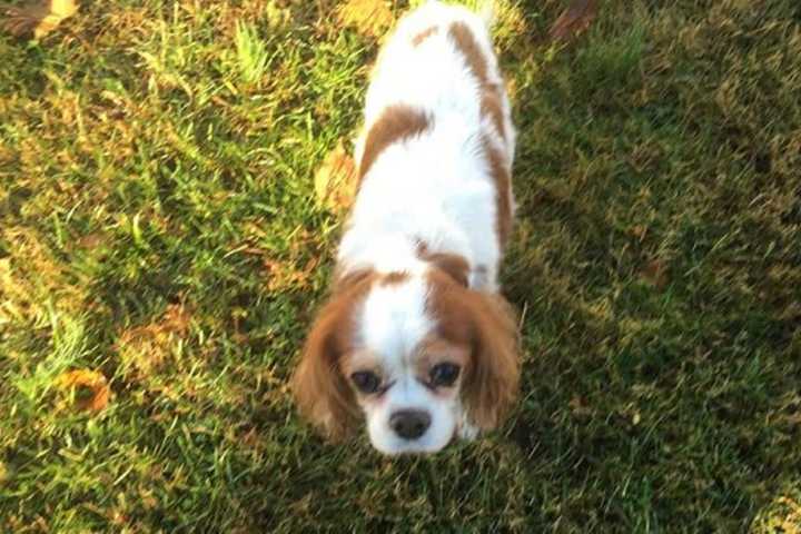 Do You Know Him? Dog Found Near Westchester Airport