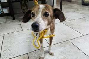 Skinny, Flea-Infested Dog Found Wandering In Brewster