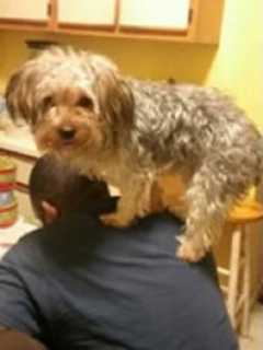 Have You Seen Him? Cairo The Dog Lost In Mount Vernon
