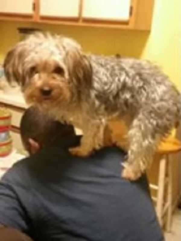 Have You Seen Him? Cairo The Dog Lost In Mount Vernon