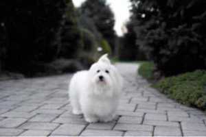 Be On The Look Out For 'Giorgio,' Last Seen Crow Hill Road Mount Kisco