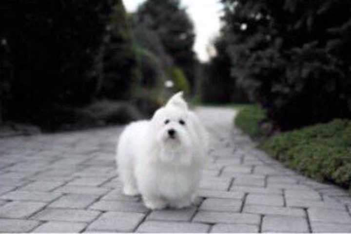 Be On The Look Out For 'Giorgio,' Last Seen Crow Hill Road Mount Kisco