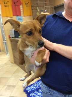 Stray Jack Russell-Dachshund Mix Found In Pelham