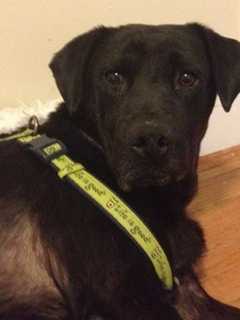 Lost Verplanck Dog Is Ailing, Likely Scared, Says Foster Mom