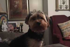 Yorkipoo Goes Missing In Yonkers