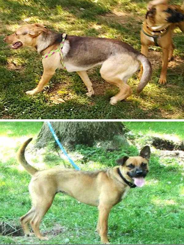 Two Emotional Support Dogs Missing From Poughkeepsie