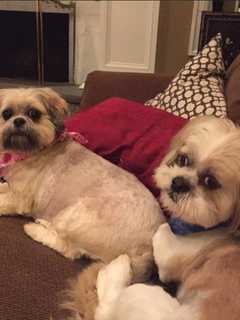 2 Shih Tzus Missing From Putnam Valley Homes