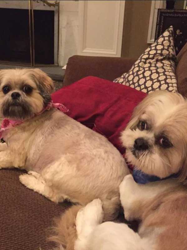 2 Shih Tzus Missing From Putnam Valley Homes