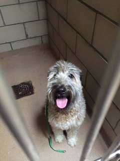 Stray Dog Found In Pleasantville