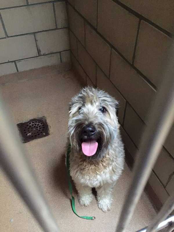 Stray Dog Found In Pleasantville