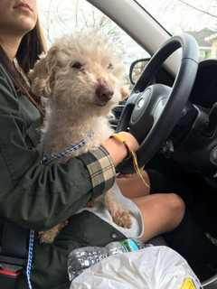 Lost Poodle Rescued In White Plains, Taken To Animal Hospital