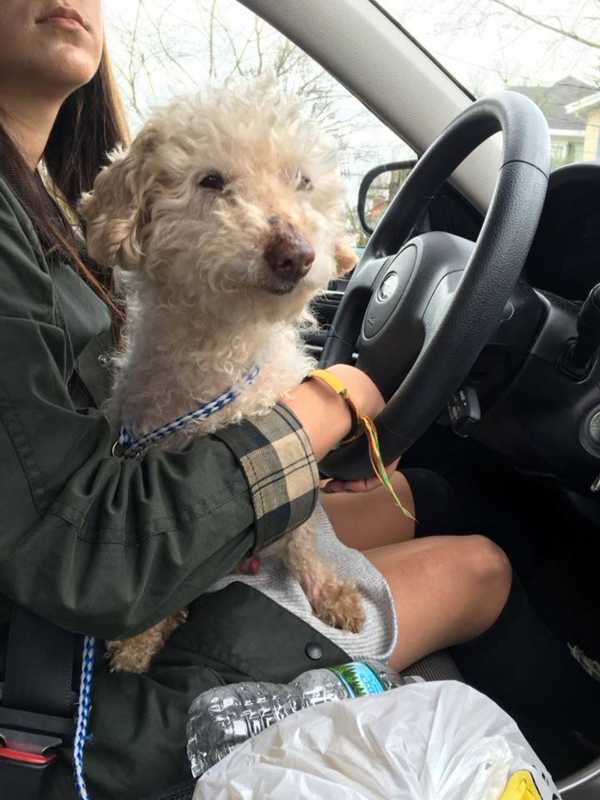 Lost Poodle Rescued In White Plains, Taken To Animal Hospital