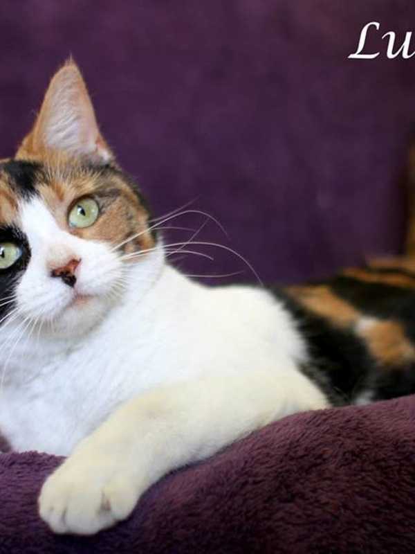 Hi Tor Animal Care Center Names Lucia 'Pet Of The Week'