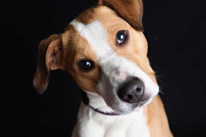 Lucky Is The SPCA Of Westchester's Pet Of The Week