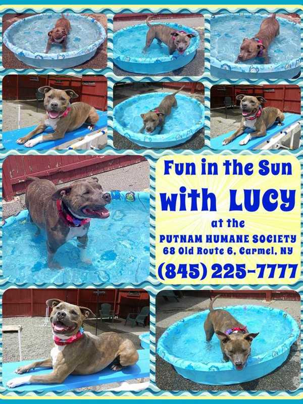 Putnam Humane Society Introduces Lucy, Holds Dog Wash