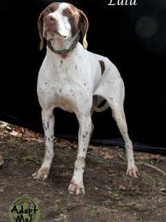 Rockland's Hi Tor Animal Center Introduces Lulu, Its Pet Of The Week