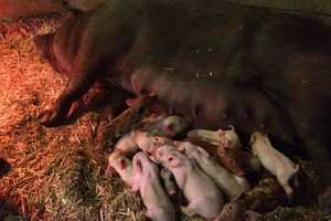 Trail Links Farms In Westchester County