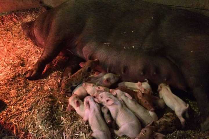 Trail Links Farms In Westchester County