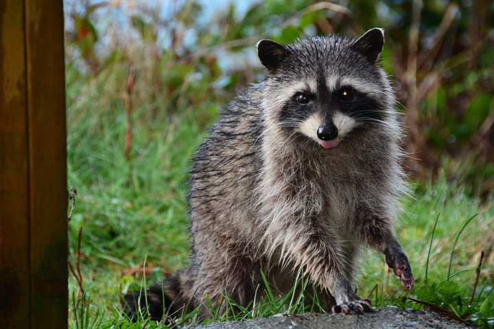 Raccoons In Recent Anne Arundel Attacks Test Positive For Rabies