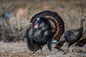 Bird Flu Detected At 5 Lehigh County Turkey Farms: Report