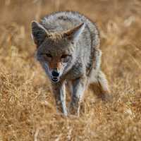 Rabid Coyote Bites Worker In CT, Tries Attacking Others: Officials