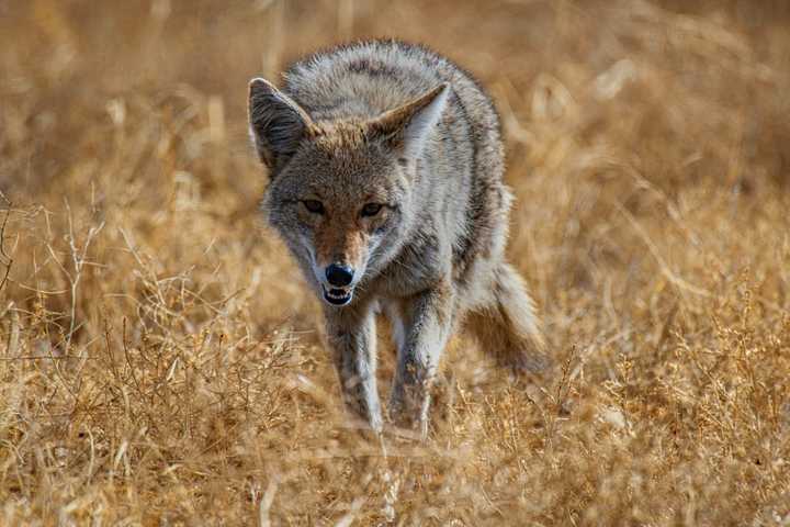 Rabid Coyote Attacks Wallingford Worker; Officials Urge Caution