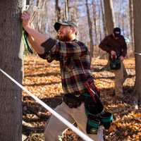 <p>Workers prepare the trees at Madava Farms for the upcoming maple season.</p>