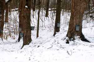 Pound Ridge Presents Lecture For Kids On Maple Sugaring