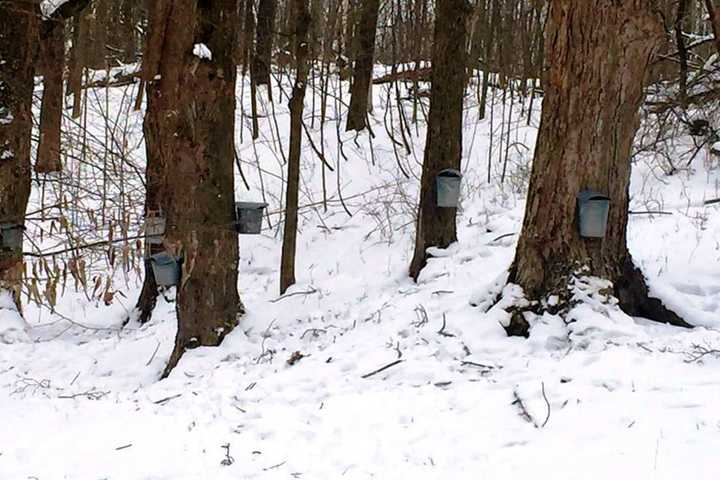 Pound Ridge Presents Lecture For Kids On Maple Sugaring