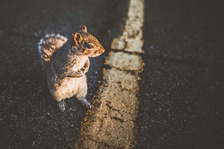 Motorcyclist Avoiding Squirrel Dies 10 Days After York County Crash: Police