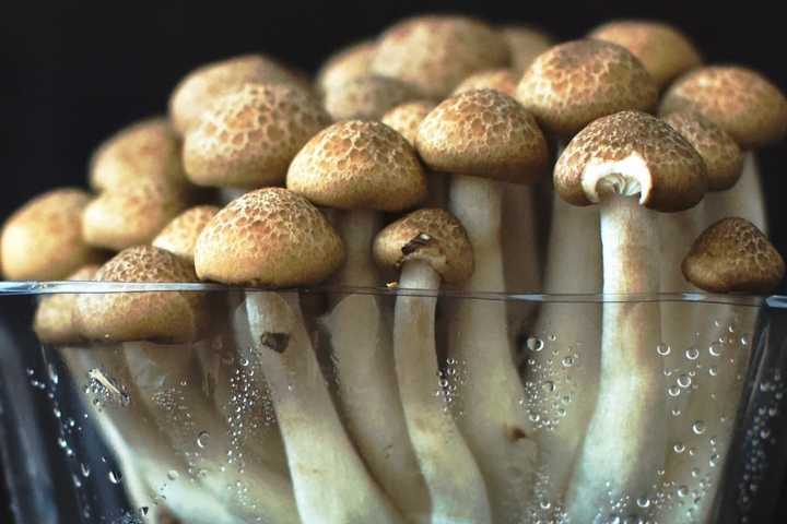 Illegal 'Magic' Mushrooms Turn Up In NJ Police Stop, Authorities Say