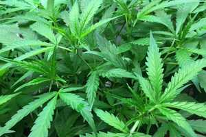 Stony Point Marijuana Grow House Raided, Owner Faces Felony Drug Charges