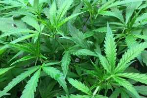 Marijuana Plants Found At Nutley Home, Two Siblings Charged: Police