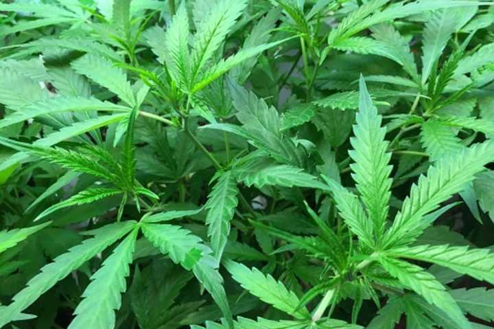 Marijuana Plants Found At Nutley Home, Two Siblings Charged: Police