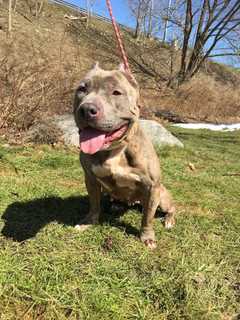 Young Female Pitbull Dumped Near Merritt In Westport Looks For New Home