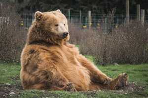 VIDEO: Mama Bear, Cubs Search For Something Tastier Than Porridge At Chicopee Home