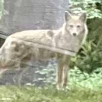 Dog Killed By Coyote In Ho-Ho-Kus Yard, Officials Confirm