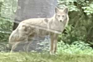 Coyote Captured In Delco, Others Sought: Authorities