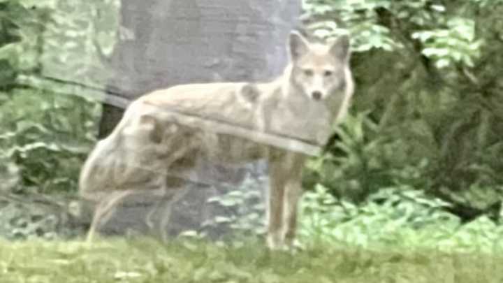 Marple police say this coyote is still somewhere in the area.&nbsp;