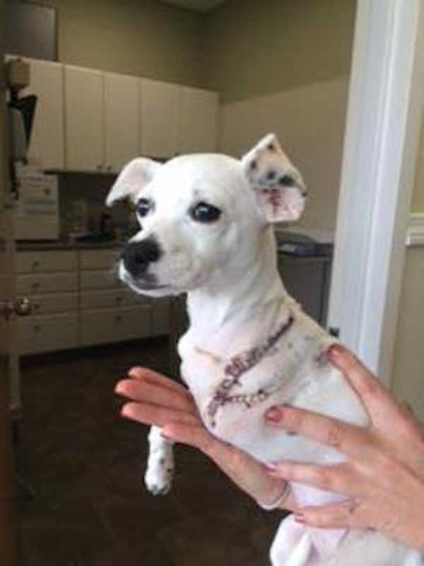 Puppy Hit By Car In Norwalk Recovering After Having Leg Amputated