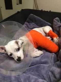 Donations Sought For Puppy Hit By Car In Norwalk