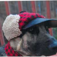 <p>Carmel is looking for a pooch to name its TOP DOG.</p>