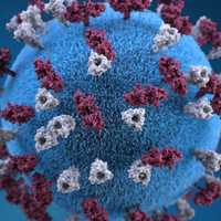 <p>A CDC rendering of the measles virus.&nbsp;</p>